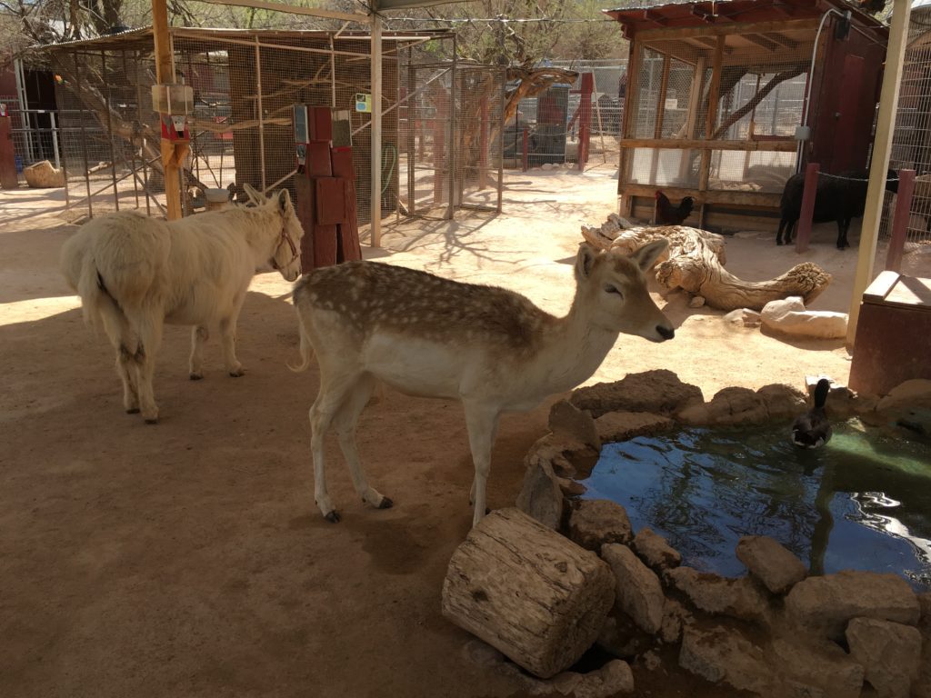 Bonnie Springs Petting Zoo - liane mayor means